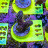 AMA SPS Frag 118