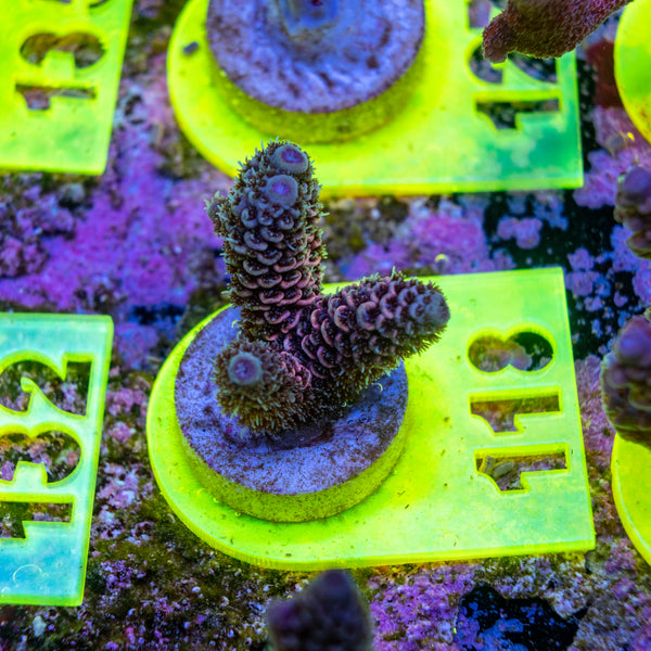 AMA SPS Frag 118