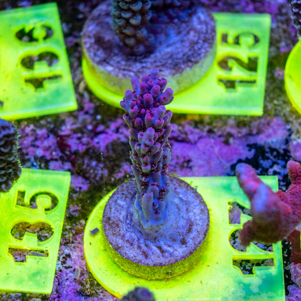 AMA SPS Frag 127