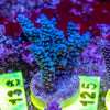 AMA SPS Frag 125