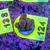 AMA SPS Frag 124