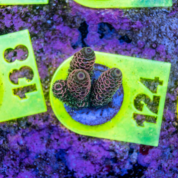 AMA SPS Frag 124