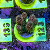 AMA SPS Frag 123