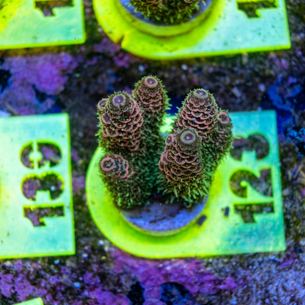 AMA SPS Frag 123