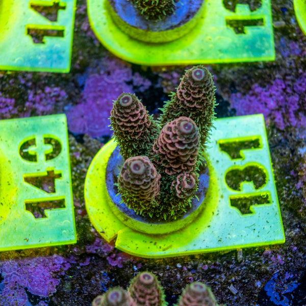 AMA SPS Frag 131