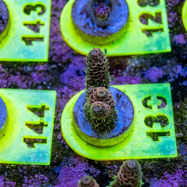 AMA SPS Frag 130