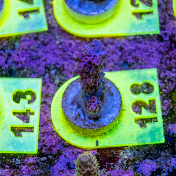 AMA SPS Frag 128