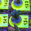 AMA SPS Frag 134