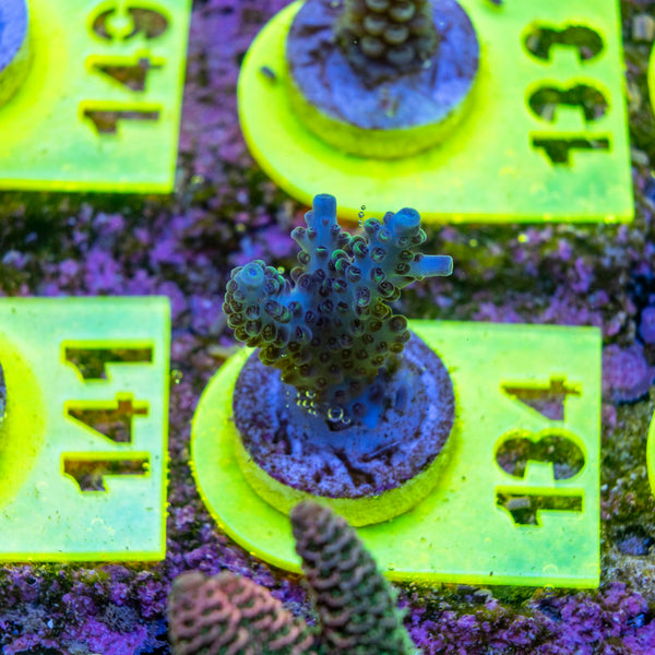 AMA SPS Frag 134