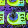 AMA SPS Frag 133