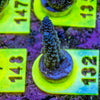 AMA SPS Frag 132