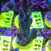 AMA SPS Frag 135