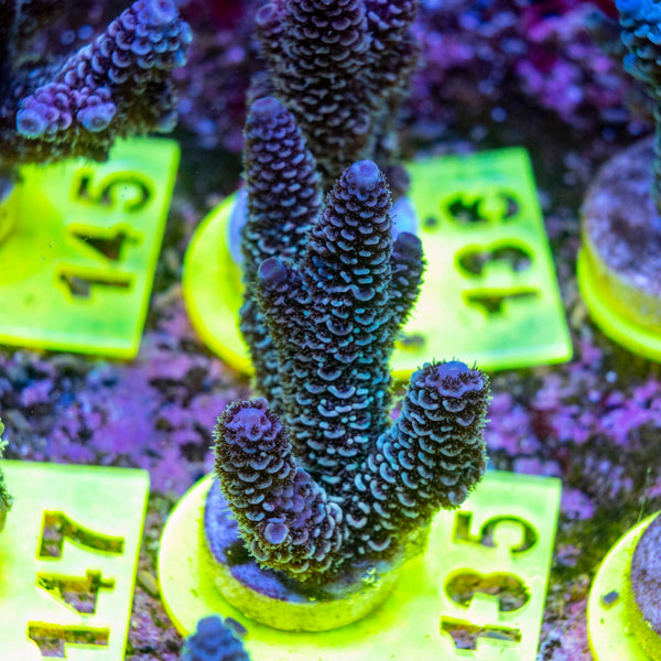 AMA SPS Frag 135