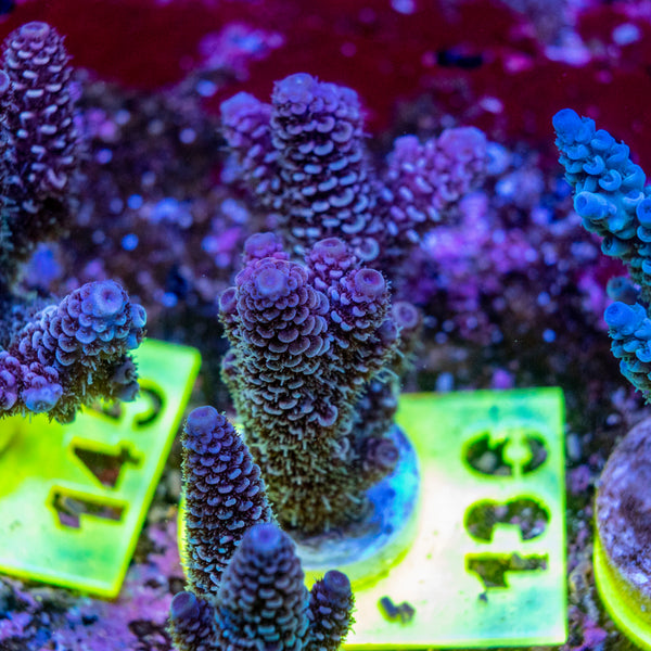 AMA SPS Frag 136