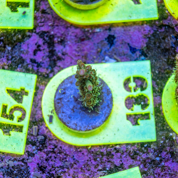 AMA SPS Frag 139