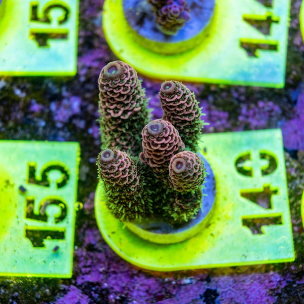 AMA SPS Frag 140