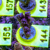 AMA SPS Frag 144