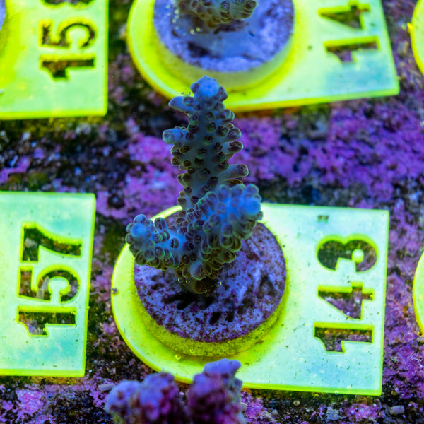 AMA SPS Frag 143