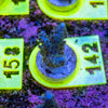 AMA SPS Frag 142