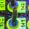 AMA SPS Frag 141