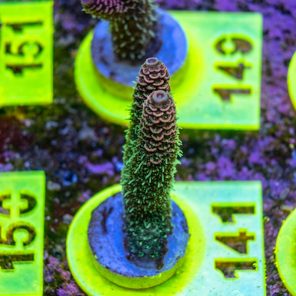 AMA SPS Frag 141
