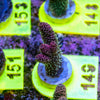 AMA SPS Frag 149