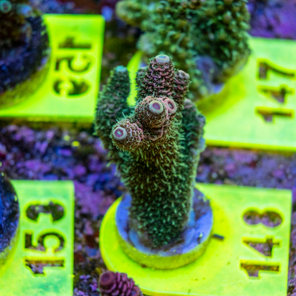 AMA SPS Frag 148
