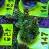 AMA SPS Frag 147 'Valencia'