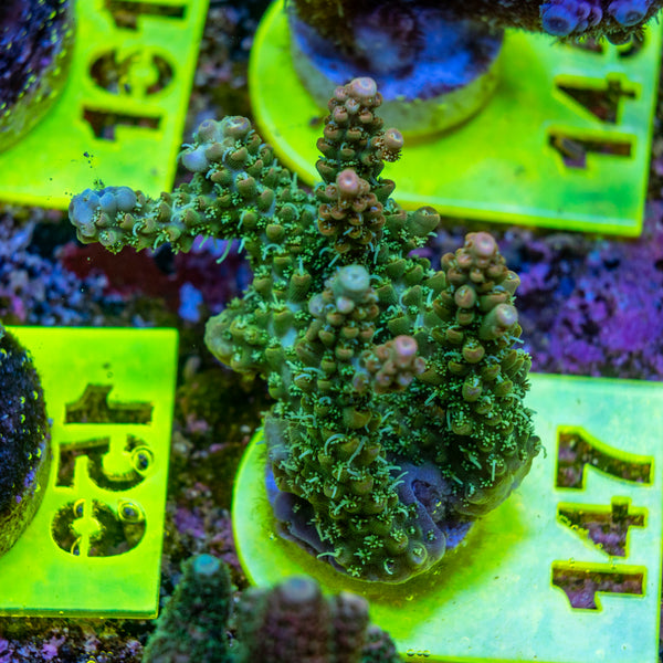 AMA SPS Frag 147 'Valencia'