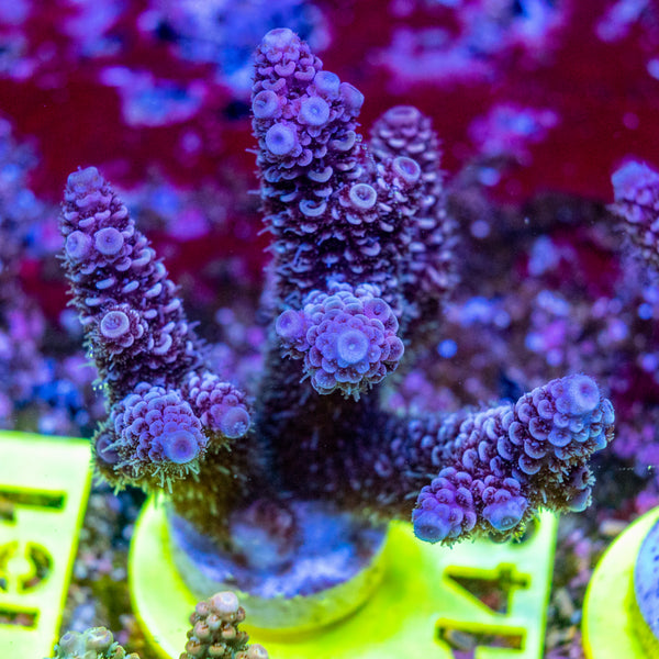 AMA SPS Frag 148