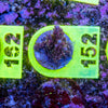 AMA SPS Frag 152
