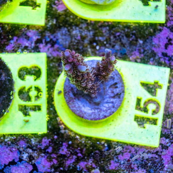 AMA SPS Frag 154