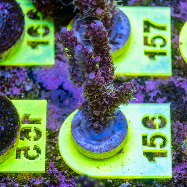 AMA SPS Frag 156