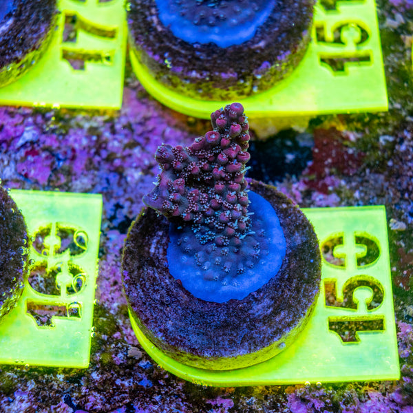 AMA SPS Frag 150 'Blueberry Pie'