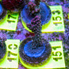 AMA SPS Frag 151 'Blueberry Pie'