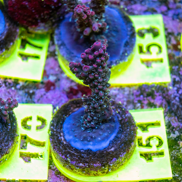 AMA SPS Frag 151 'Blueberry Pie'
