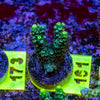 AMA SPS Frag 161