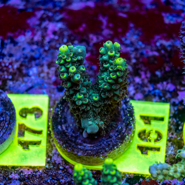 AMA SPS Frag 161