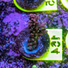 AMA SPS Frag 164