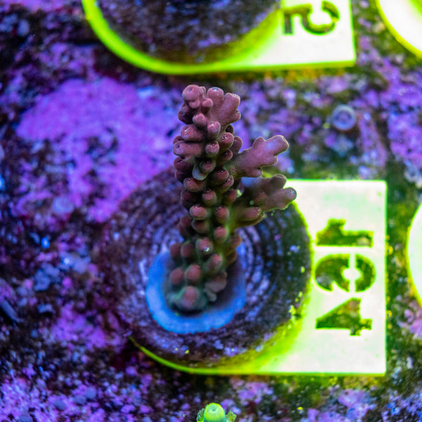 AMA SPS Frag 164