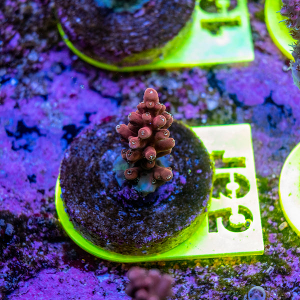 AMA SPS Frag 165 'Scorched Earth'