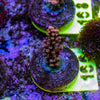 AMA SPS Frag 166 'Scorched Earth'