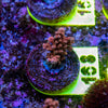 AMA SPS Frag 168 'Scorched Earth'