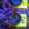 AMA SPS Frag 169 'Scorched Earth'
