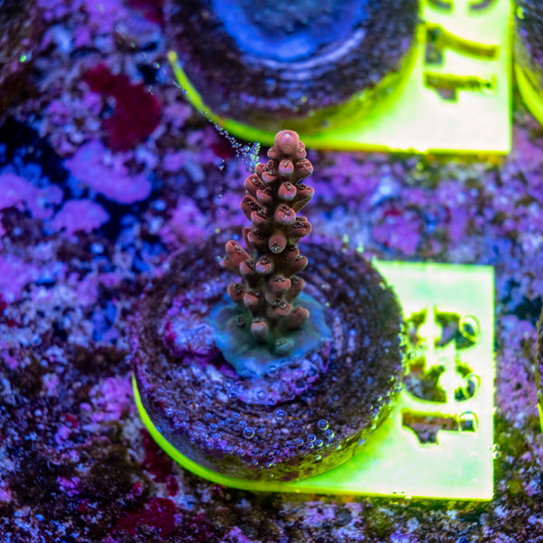 AMA SPS Frag 169 'Scorched Earth'