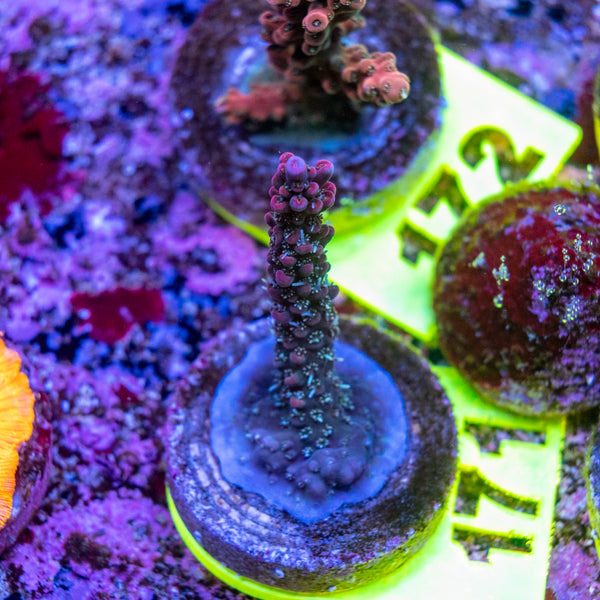 AMA SPS Frag 171 'Blueberry Pie'
