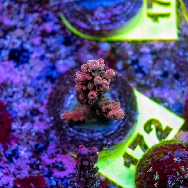 AMA SPS Frag 172 'Scorched Earth'