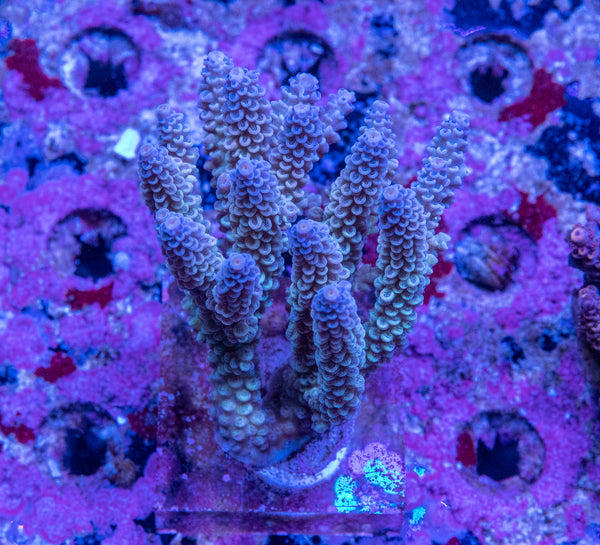 AMA SPS Colonies 3455