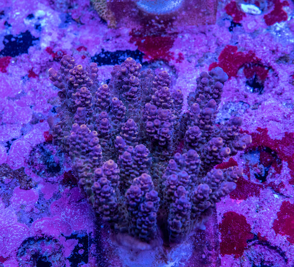 AMA SPS Colonies 3465