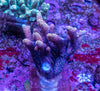 AMA SPS Colonies 3474
